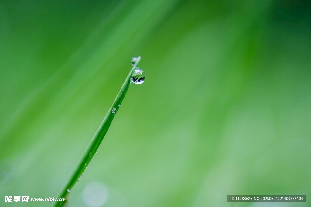 草尖上的晶瑩露珠