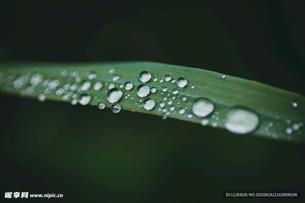 葉片上晶瑩的水珠