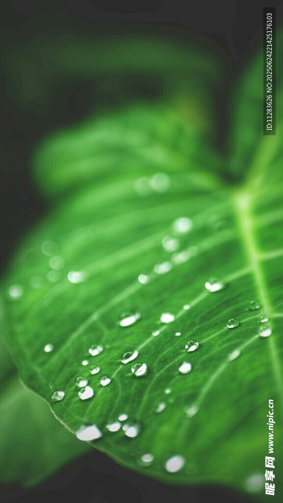 綠葉上的晶瑩水珠