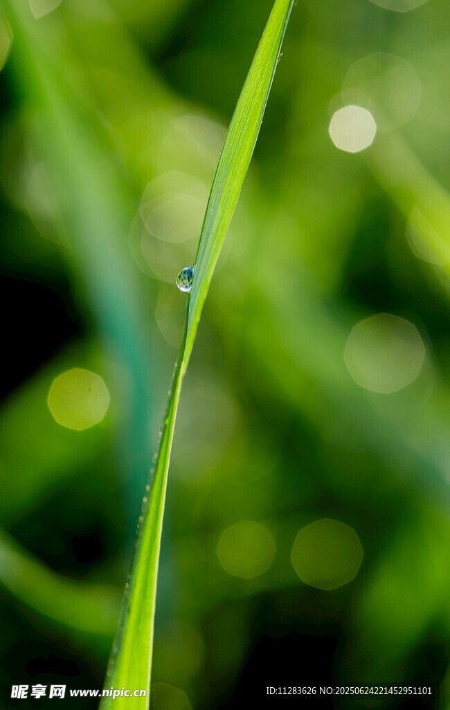 草尖上的晶瑩露珠
