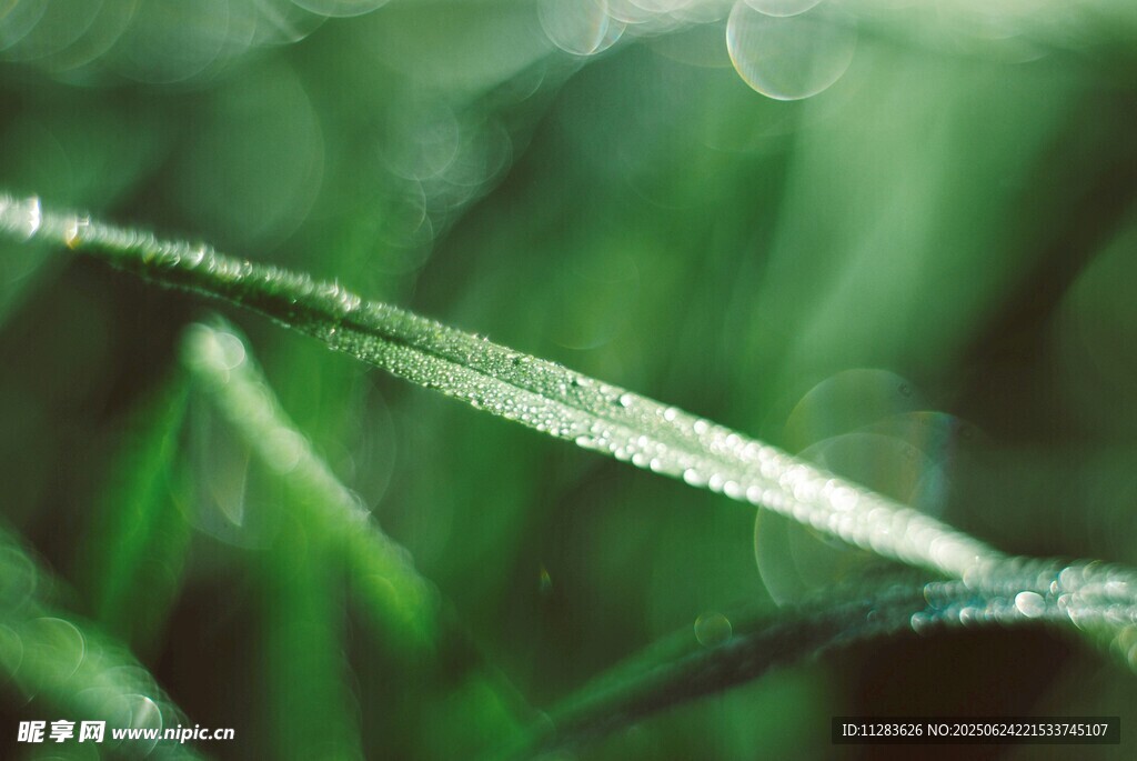 清晨露珠點(diǎn)綴的嫩綠青草