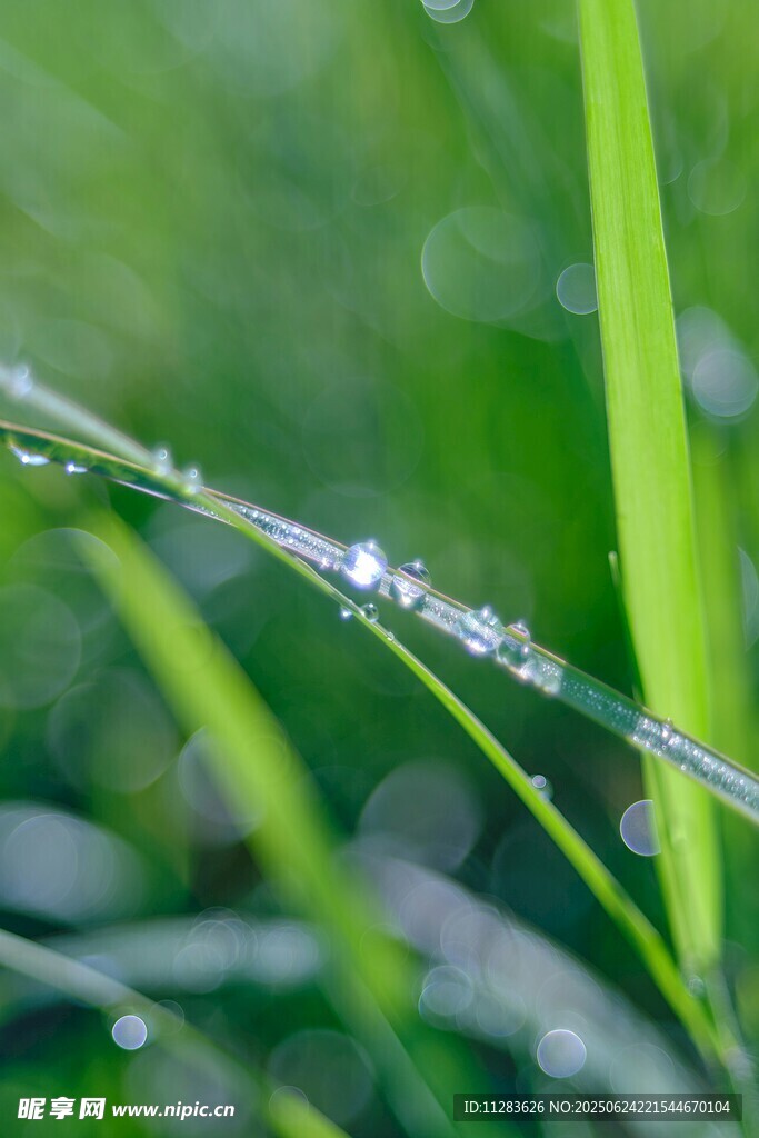 草尖上的晶瑩露珠