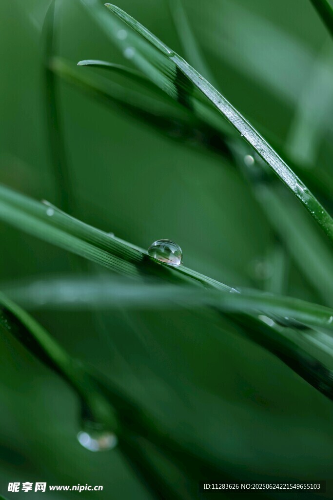 草尖上的晶瑩露珠