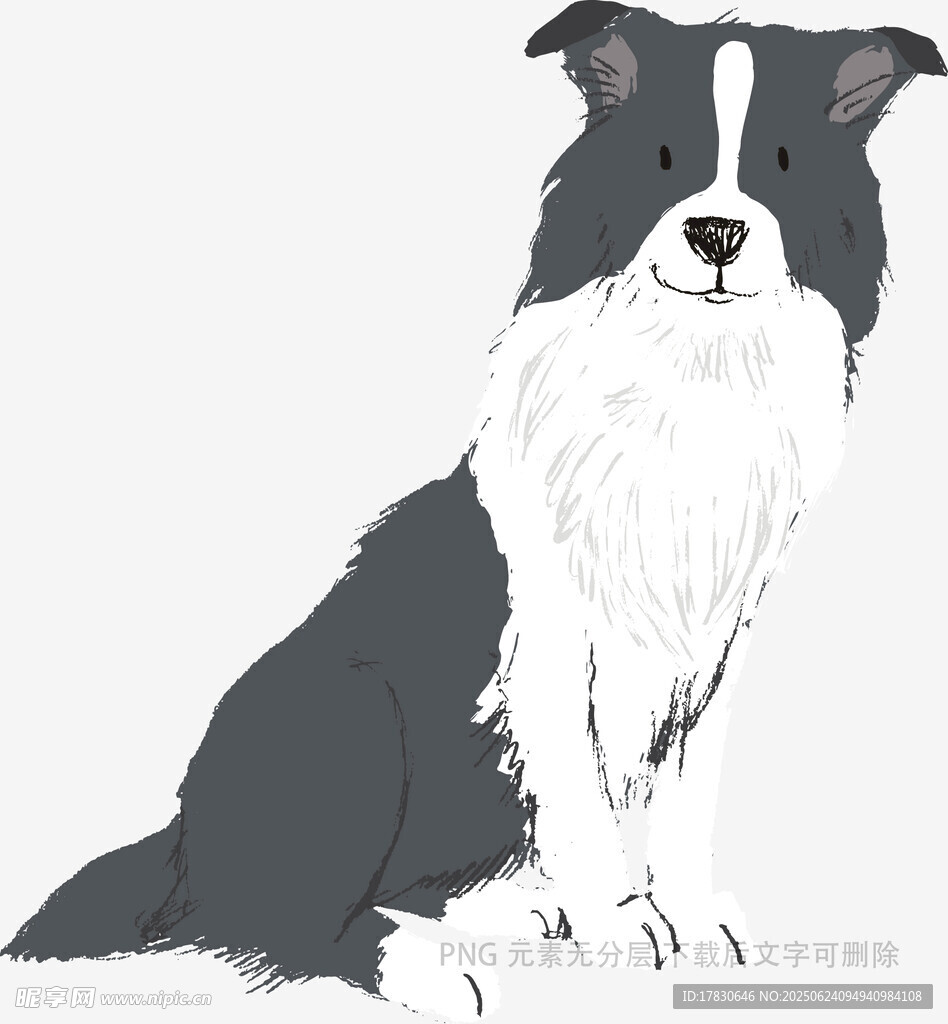 黑白邊牧坐立插畫