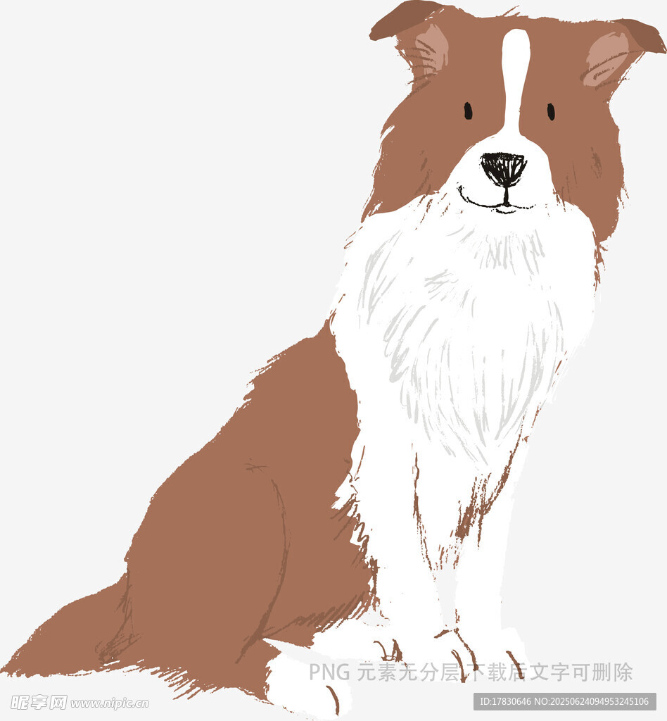 坐著的棕白邊牧插畫