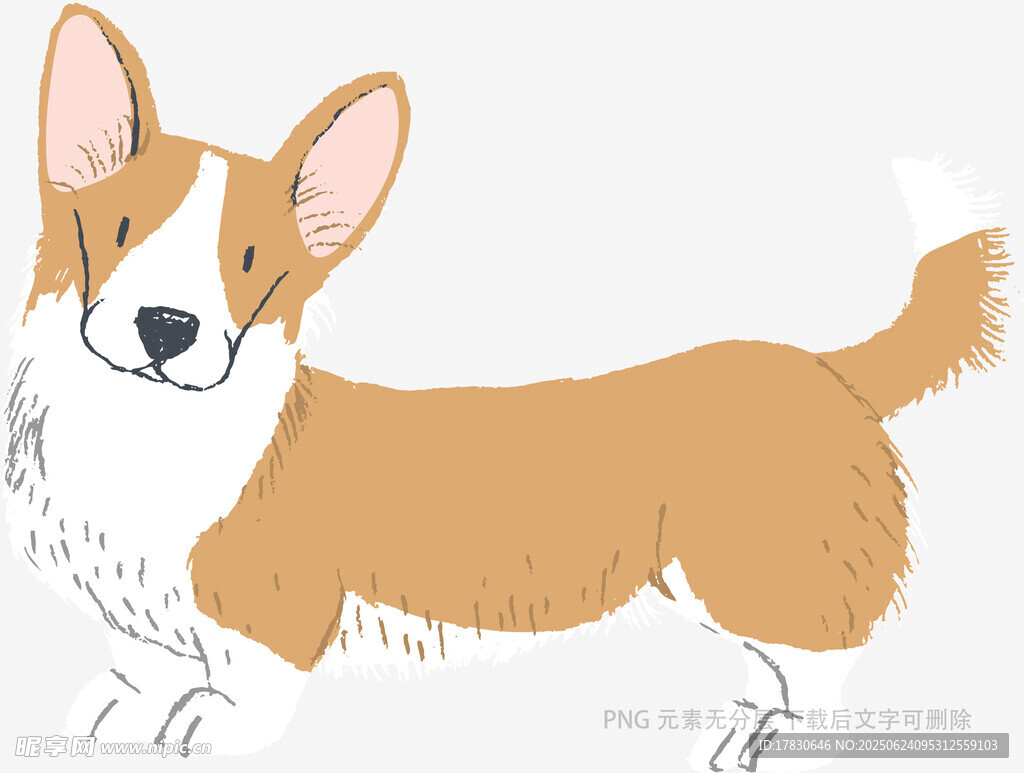 可愛柯基插畫