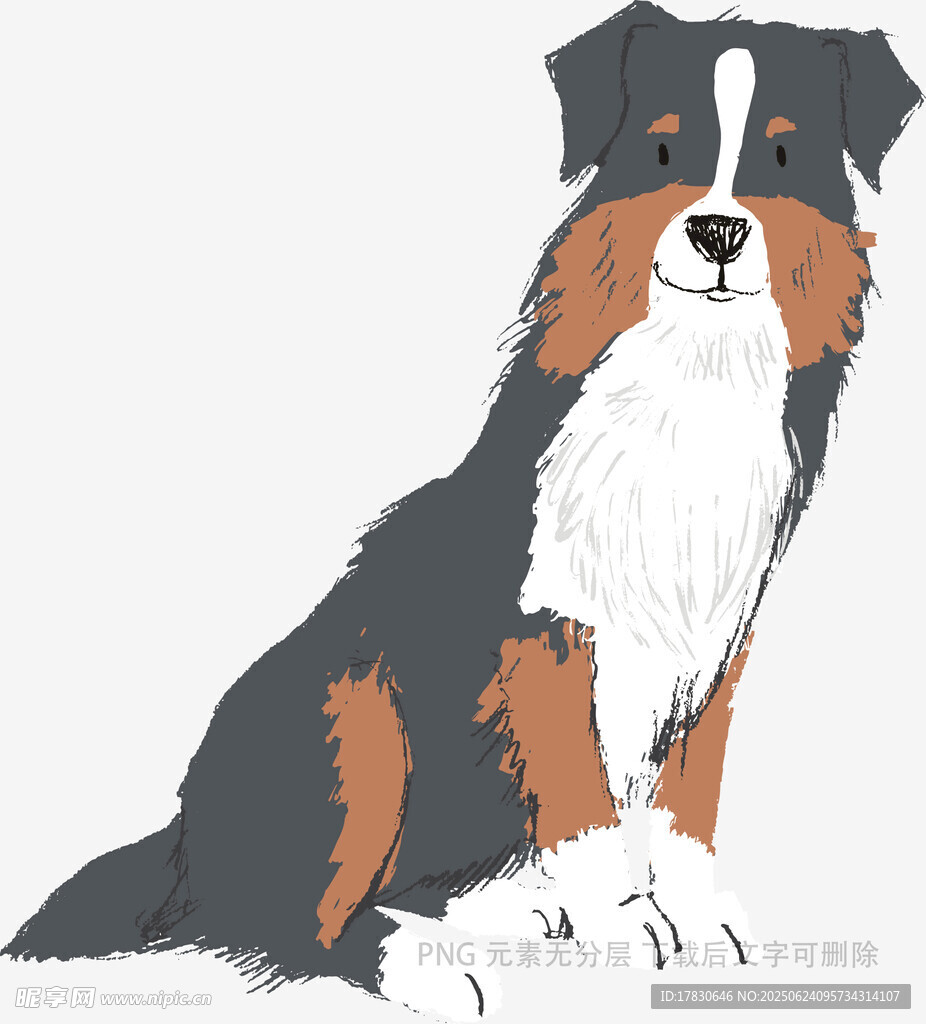 坐著的三色邊境牧羊犬