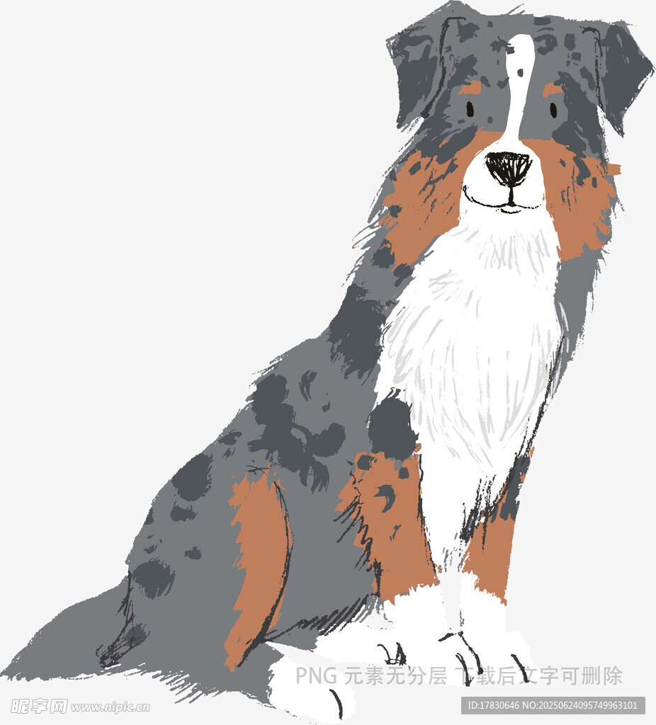 坐著的三色澳大利亞牧羊犬