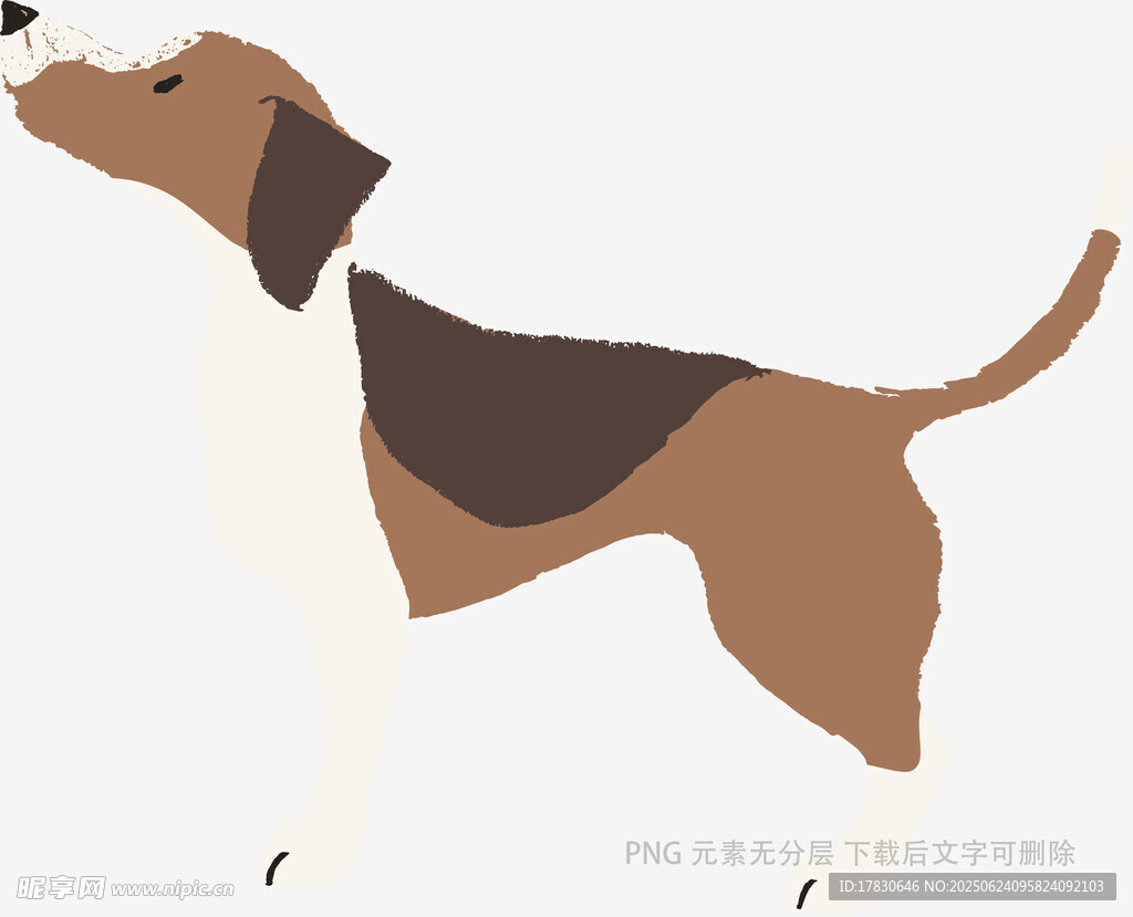站立的三色獵犬插畫