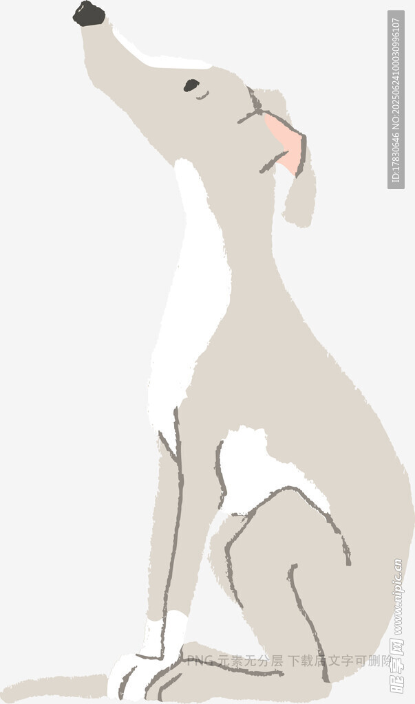 坐著仰頭的灰白色獵犬
