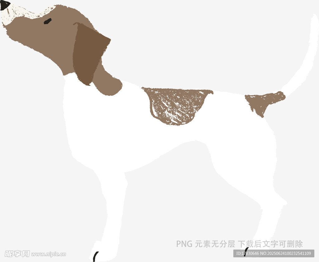 站立的棕白相間獵犬