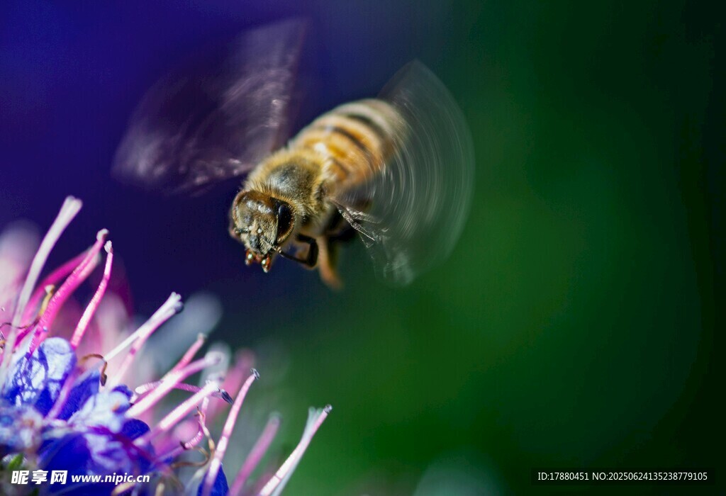 蜜蜂