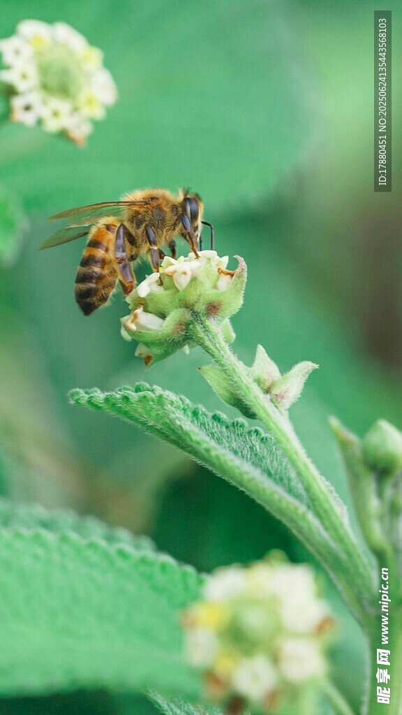 蜜蜂