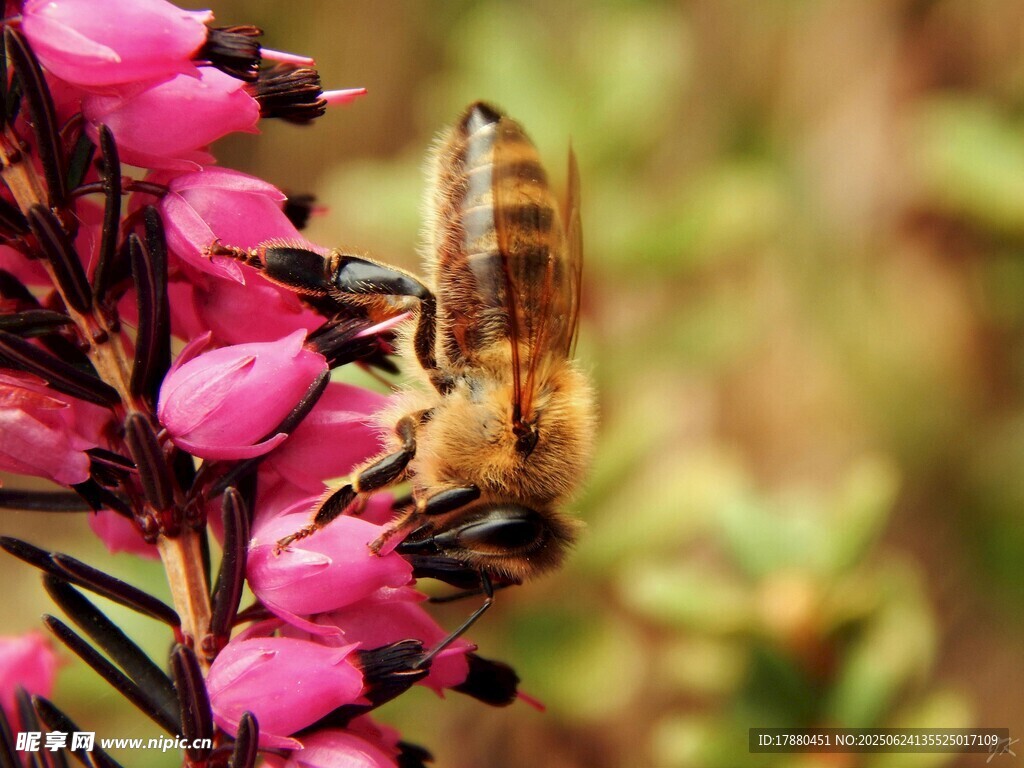 蜜蜂