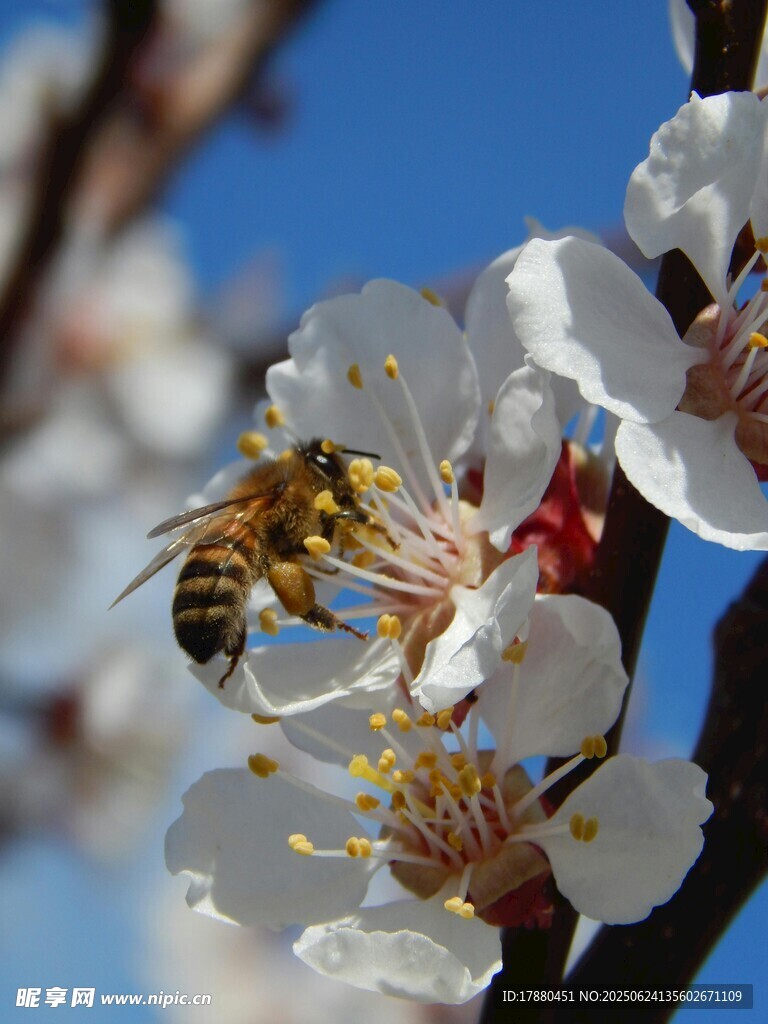 蜜蜂