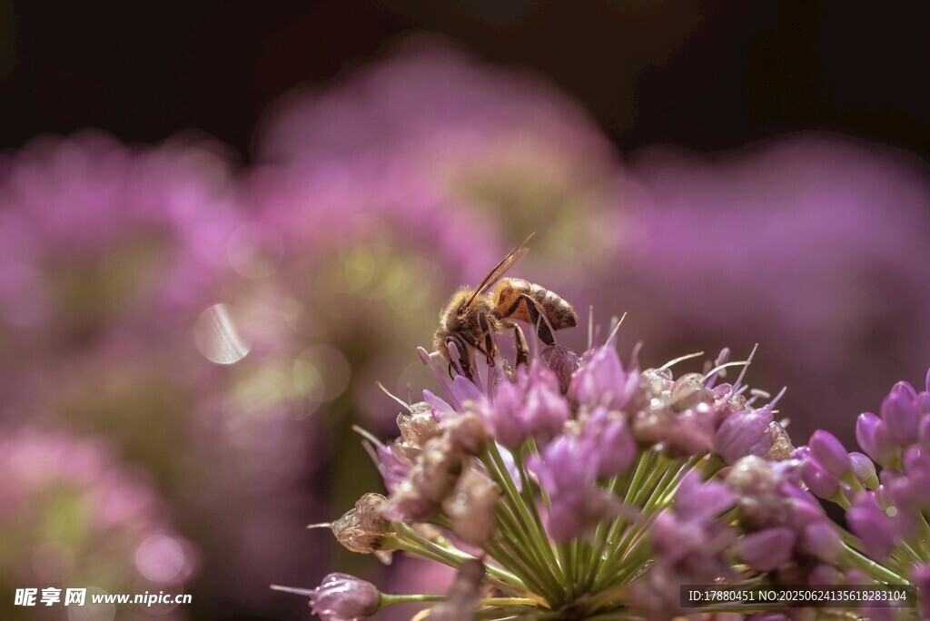蜜蜂
