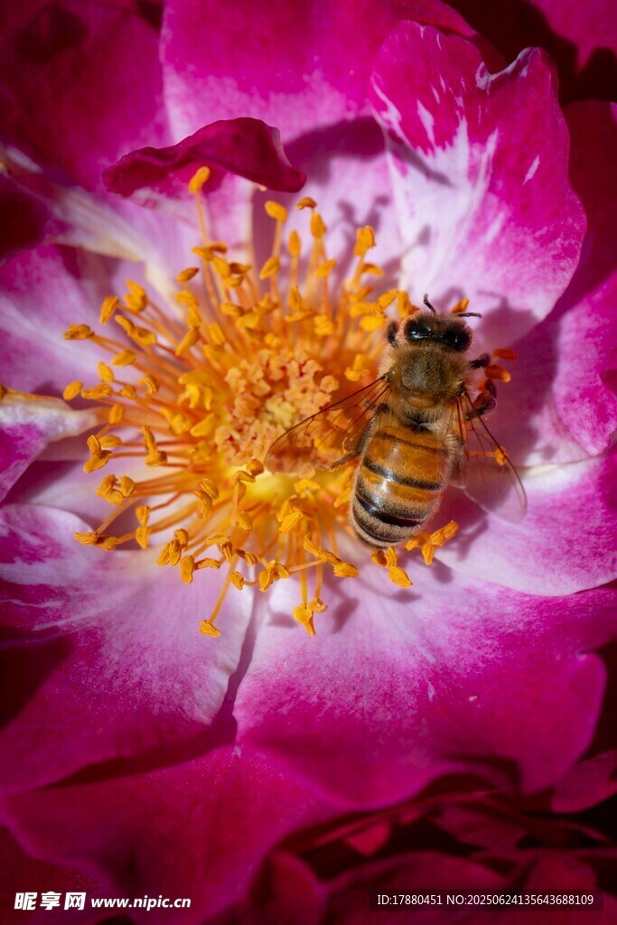 蜜蜂