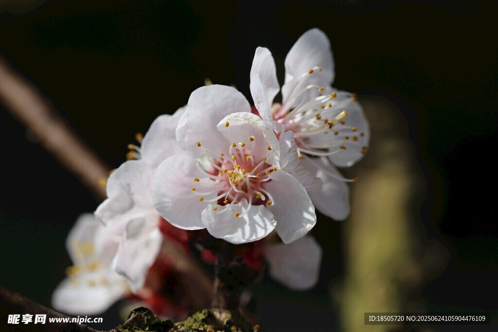綻放的白色花朵