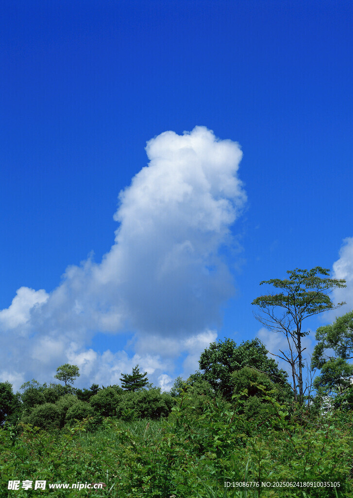 藍天綠樹間的蓬松云朵
