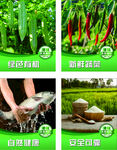 綠色蔬菜種植與安全保障