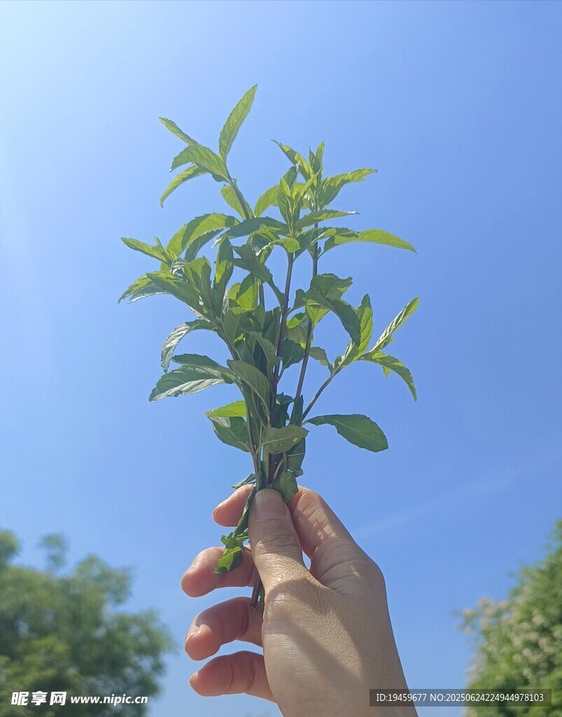 手拿調料十香菜