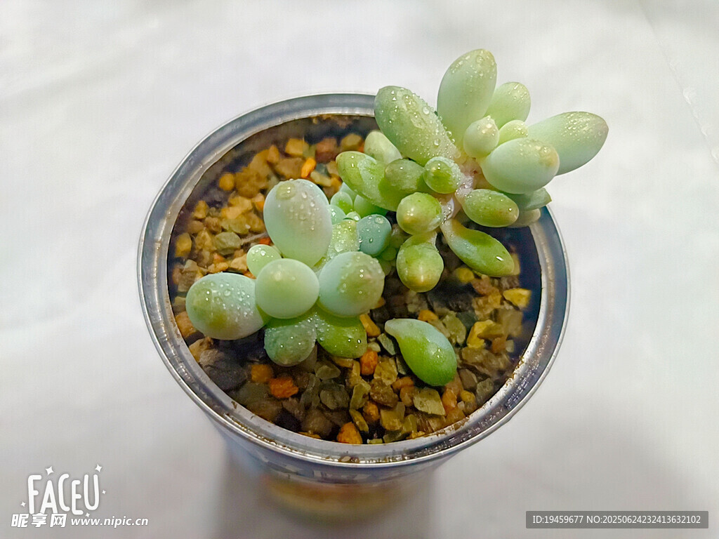 小巧可愛(ài)的盆栽多肉植物