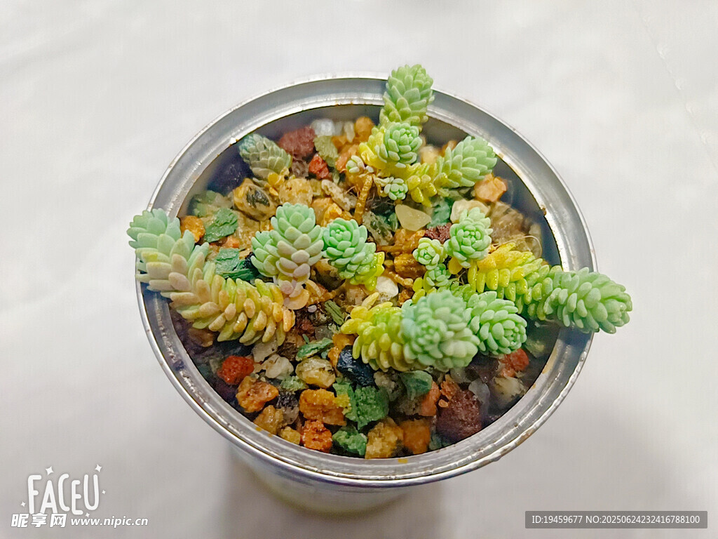 多彩多肉植物盆栽