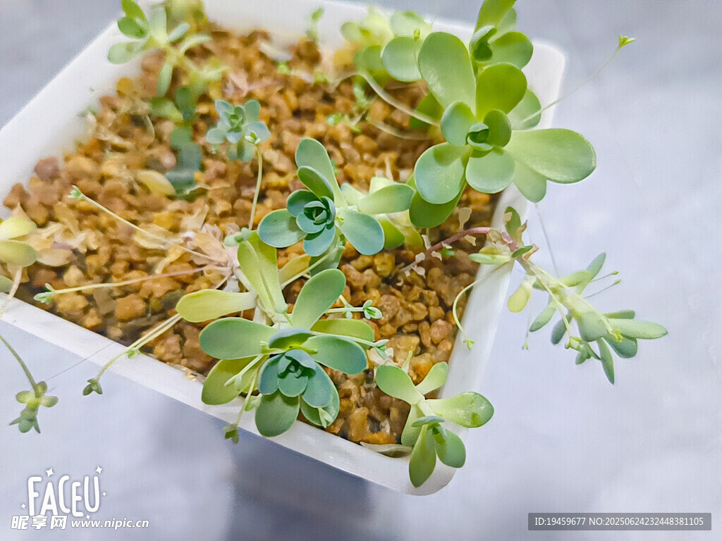白色花盆中的嫩綠多肉植物