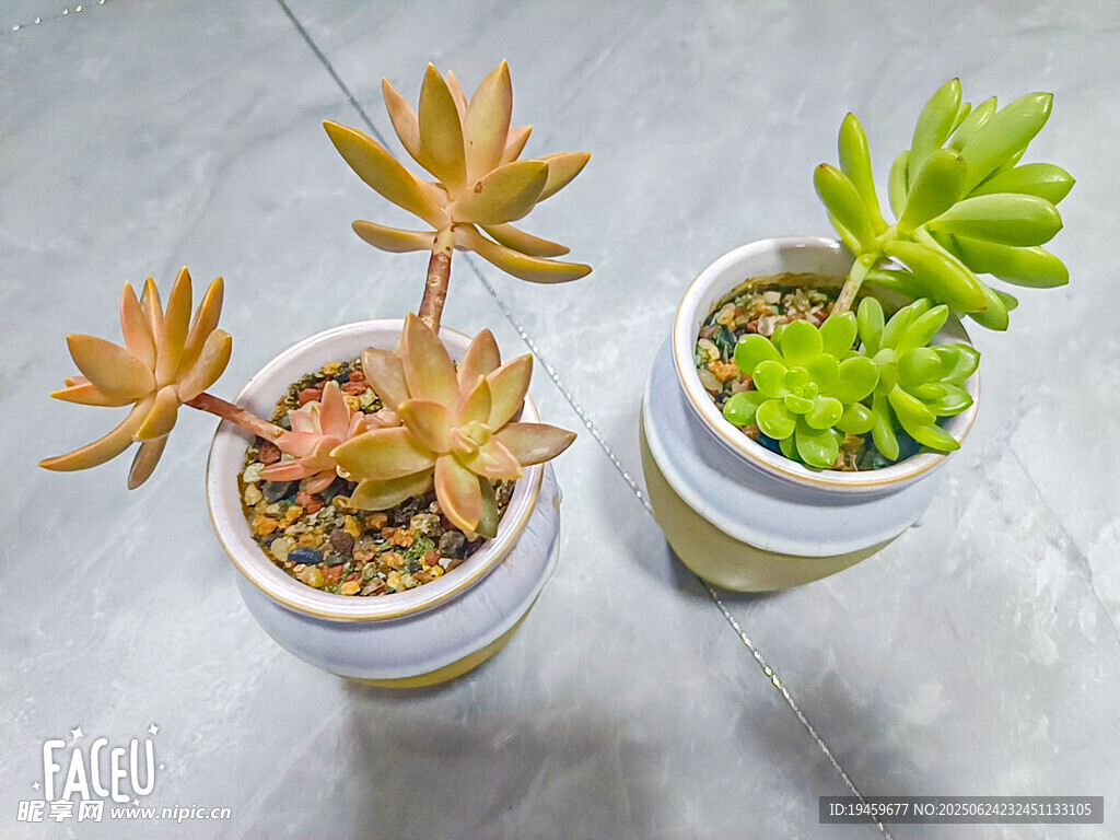 多肉植物組合