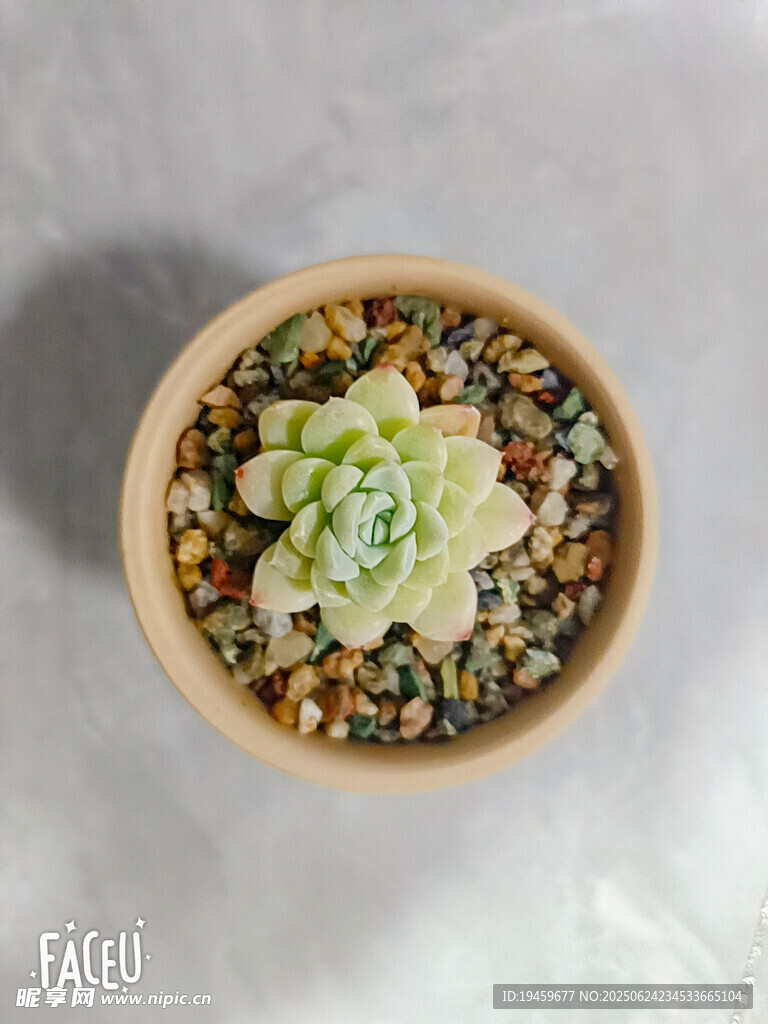多肉植物景觀