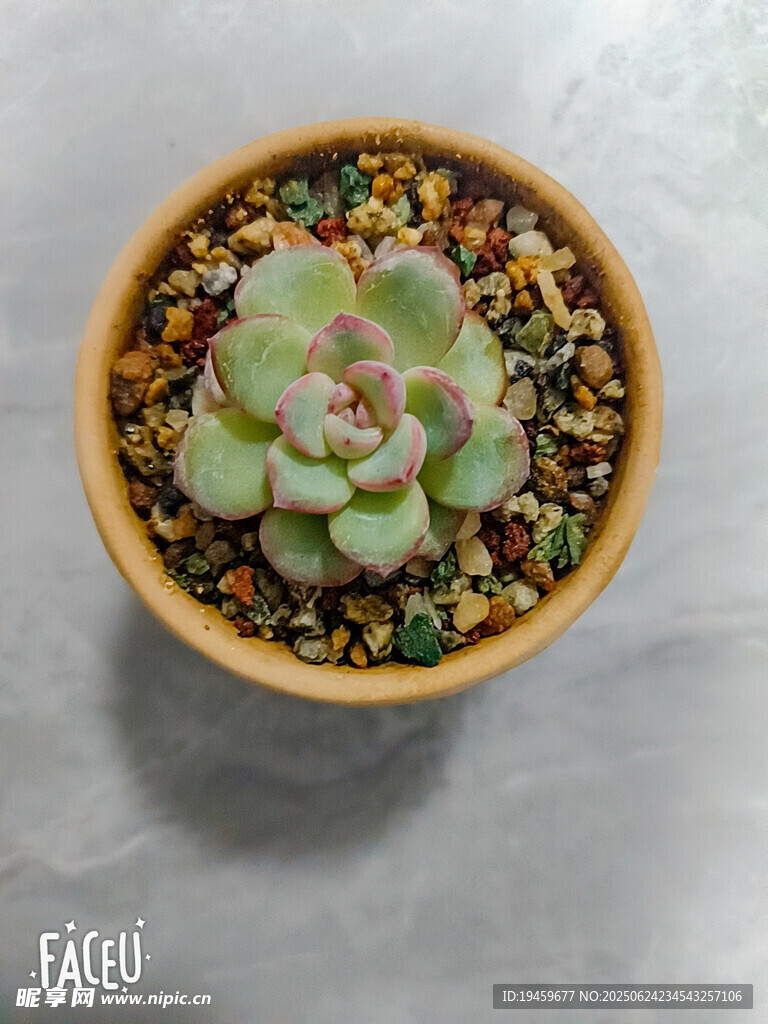 精致多肉盆栽