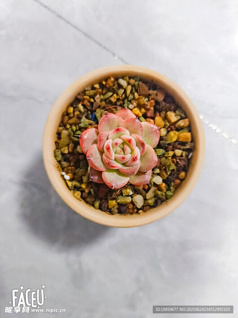 精致盆栽多肉植物特寫