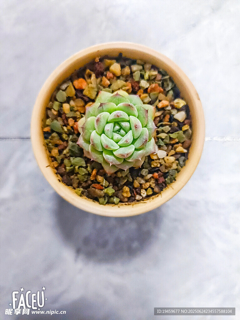 精致盆栽中的翠綠多肉