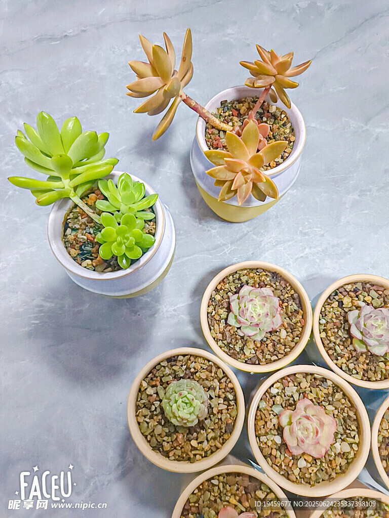 多樣盆栽多肉植物展示