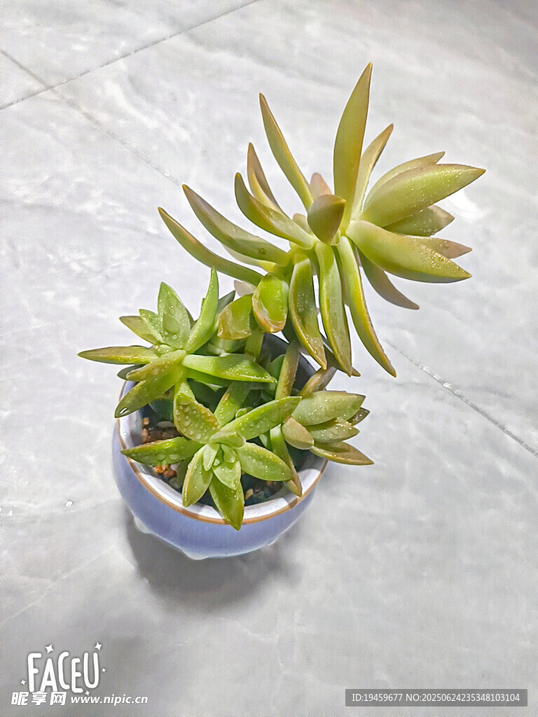 精致小盆栽多肉植物