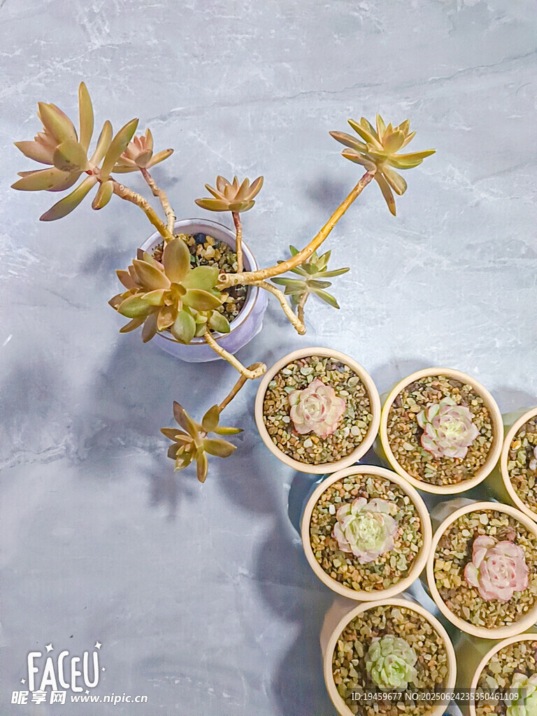 多肉植物盆栽組合