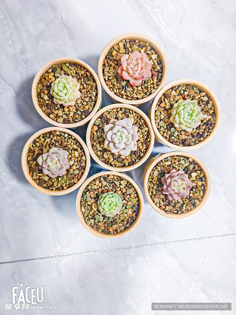 多肉植物組合