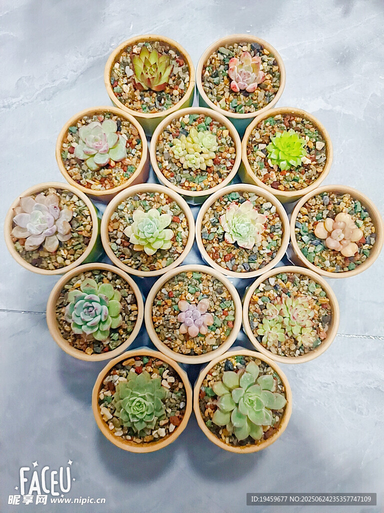 多彩多肉植物組合