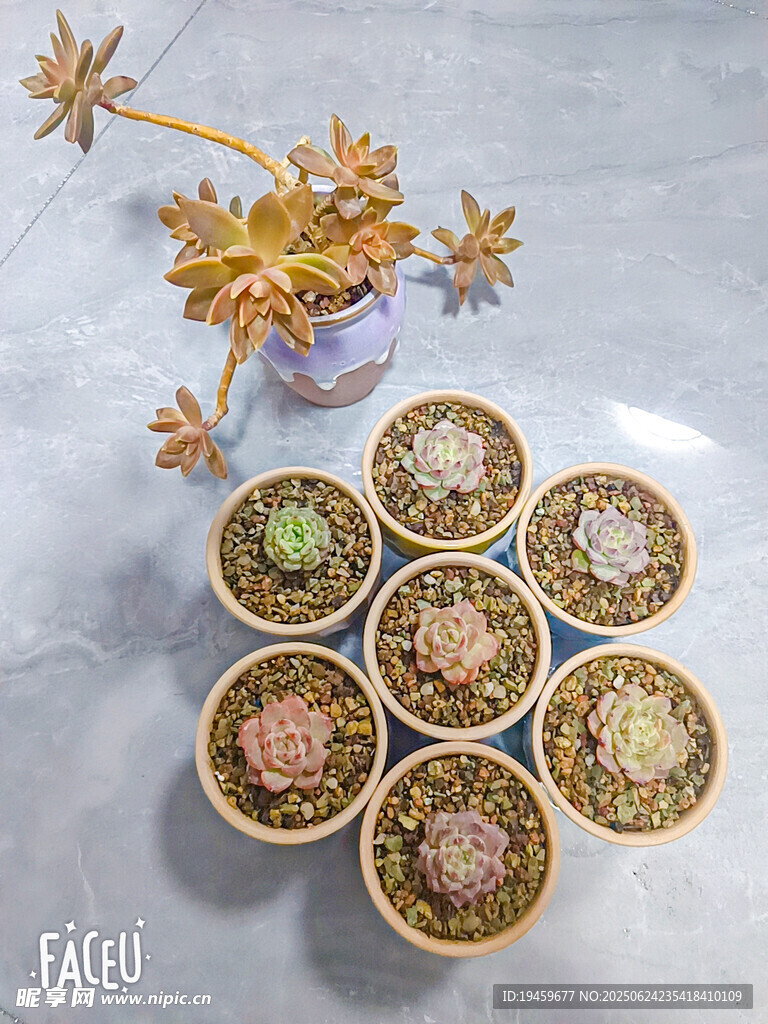 多肉植物組合