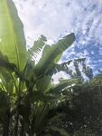 陽光下的繁茂香蕉植株