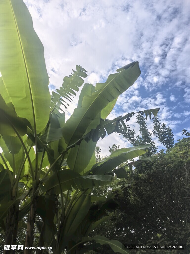 陽光下的繁茂香蕉植株