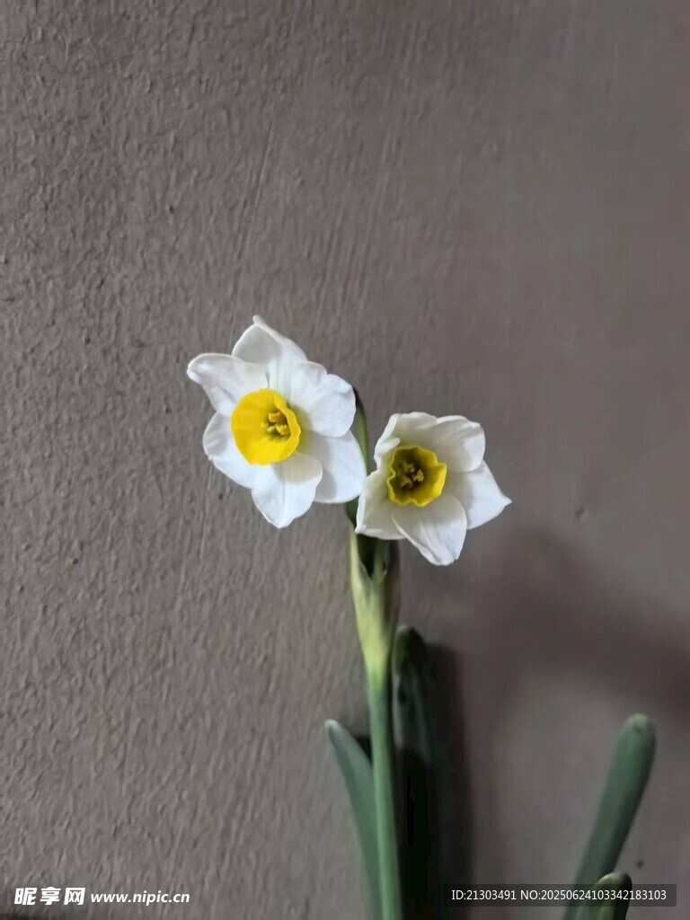 水仙花
