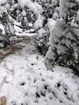 雪覆林間小道