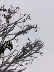 枯樹枝頭的蕭瑟景象