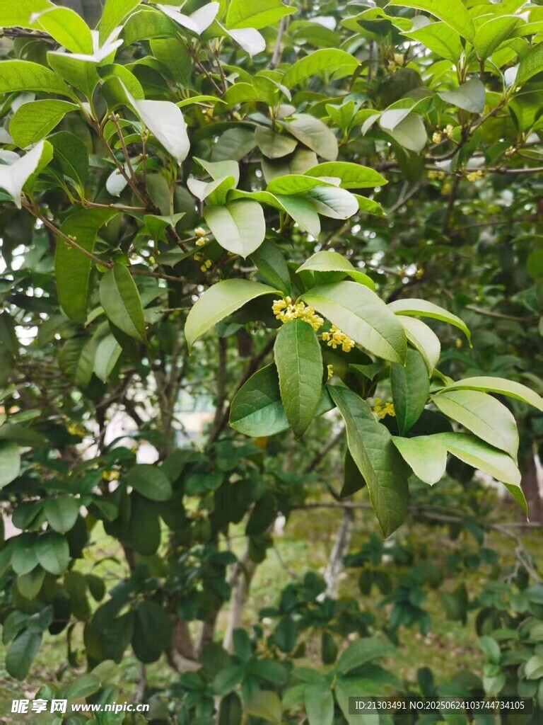 桂花
