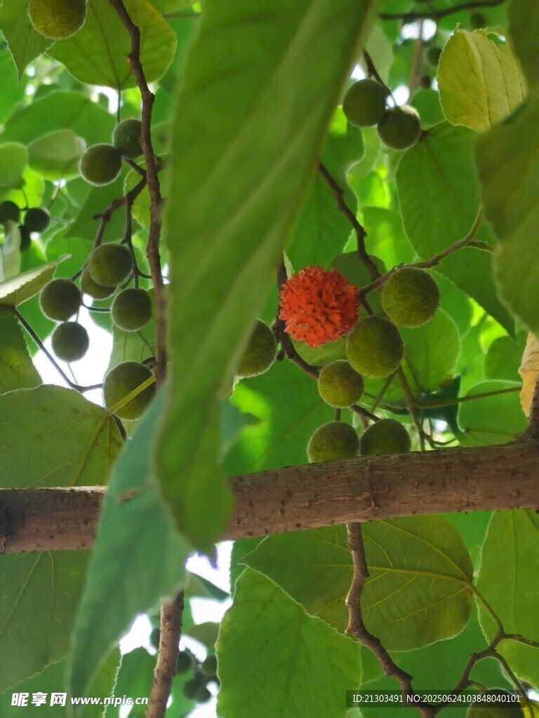 構樹 