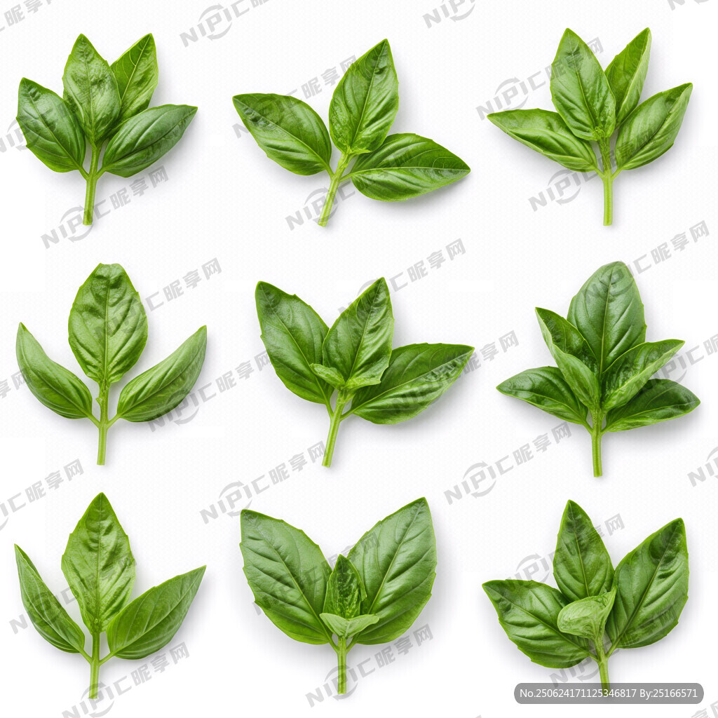 請幫我生成8幅不同形態的甜羅勒