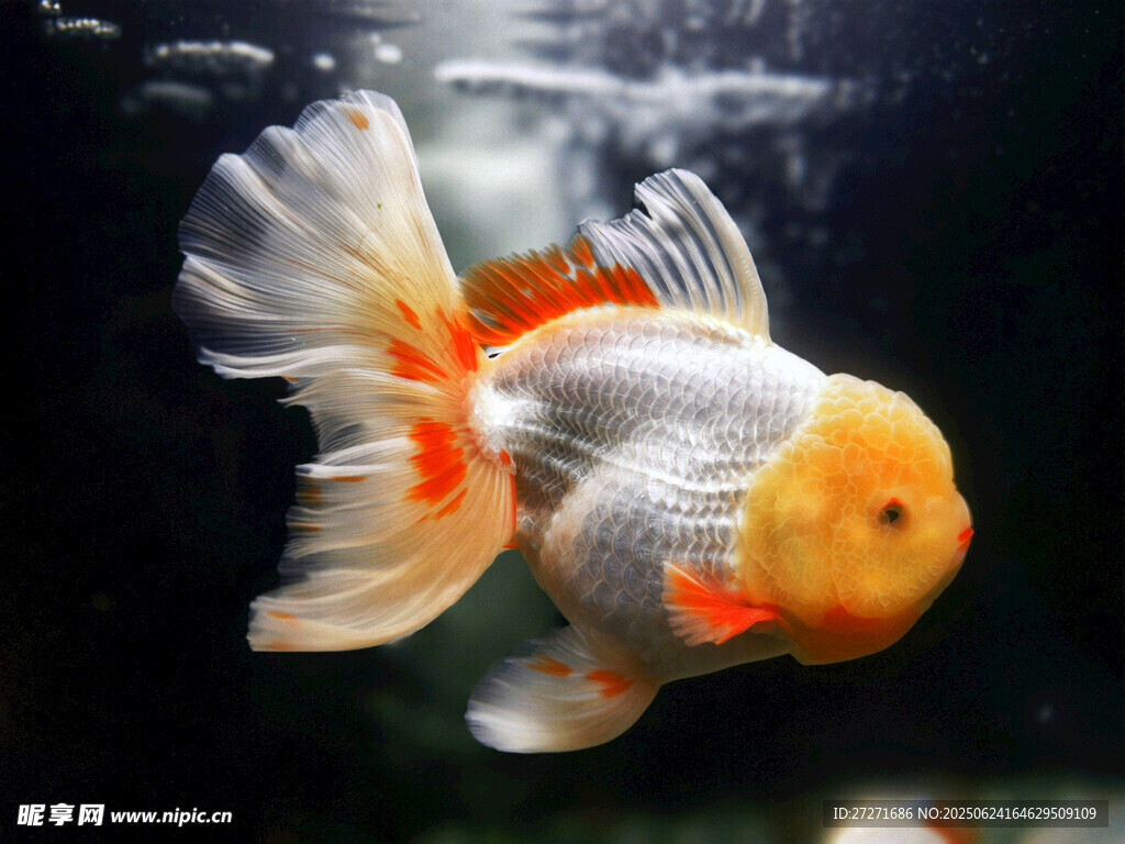 泰師觀賞魚(yú)