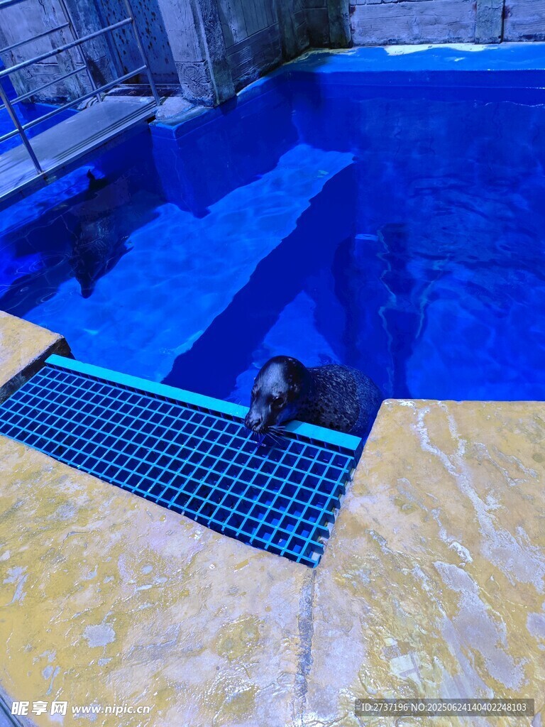 海豹