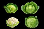 卷心菜與花椰菜